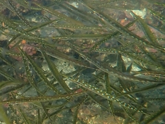 Aulorhynchus flavidus