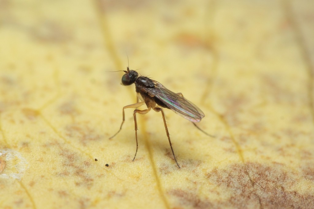 Campsicnemus scolimerus