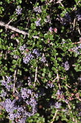 Ceanothus masonii