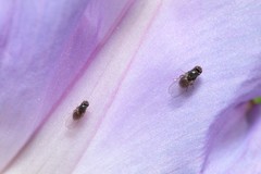 Scaptomyza caliginosa