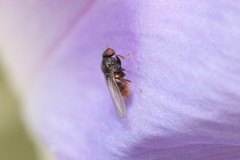 Scaptomyza caliginosa