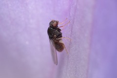 Scaptomyza caliginosa