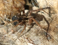Pardosa valens