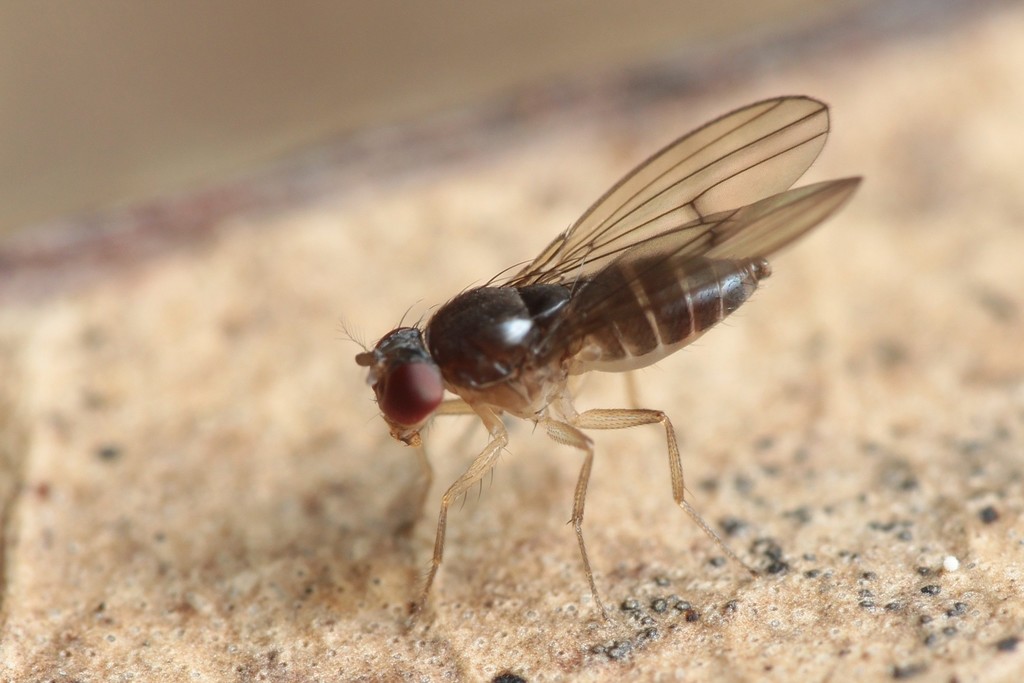Drosophila kambysellisi