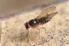 Drosophila kambysellisi