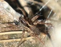 Pardosa valens