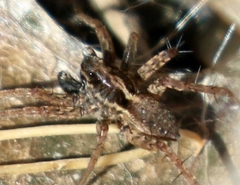 Pardosa valens