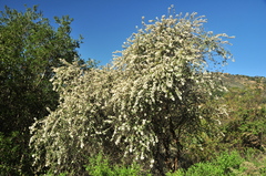 Ceanothus megacarpus megacarpus