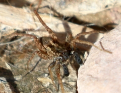 Pardosa valens