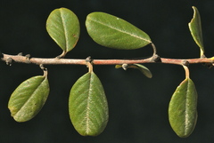 Ceanothus megacarpus megacarpus