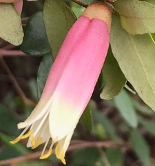 Correa reflexa