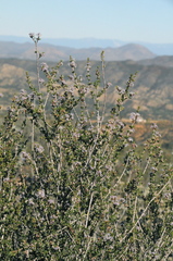 Ceanothus ophiochilus