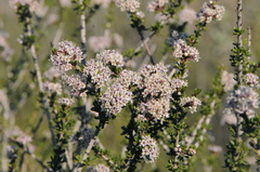 Ceanothus ophiochilus
