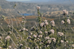 Ceanothus ophiochilus