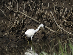 Egretta caerulea