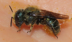 Osmia coloradensis