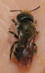 Osmia coloradensis