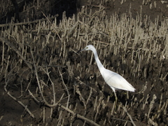 Egretta caerulea