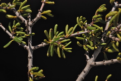 Ceanothus ophiochilus