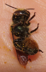 Osmia coloradensis