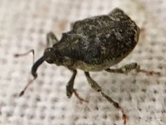 Parethelcus pollinarius