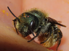 Osmia coloradensis