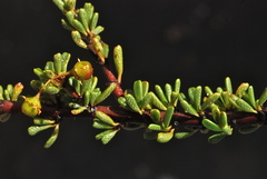 Ceanothus ophiochilus