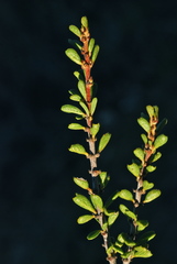 Ceanothus ophiochilus