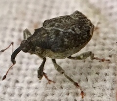 Parethelcus pollinarius