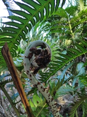Cyathea horrida
