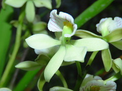 Prosthechea radiata