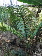 Cyathea horrida