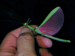 Marmessoidea rosea
