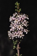 Ceanothus ophiochilus