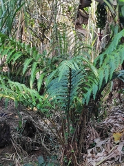 Cyathea horrida