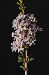 Ceanothus ophiochilus