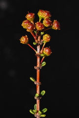 Ceanothus ophiochilus