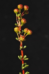 Ceanothus ophiochilus