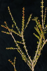 Ceanothus ophiochilus