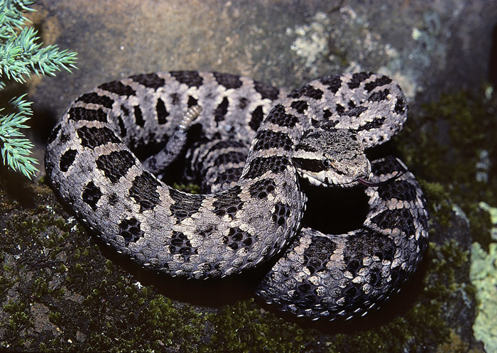 Tancitaran Dusky Rattlesnake