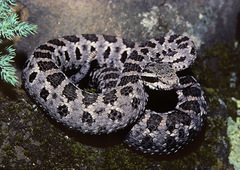 Tancitaran Dusky Rattlesnake photo 1