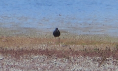 Himantopus novaezelandiae