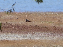 Himantopus novaezelandiae