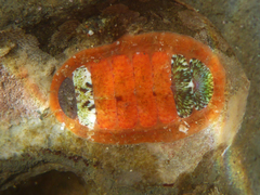 Dendrochiton flectens