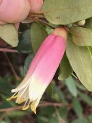 Correa reflexa