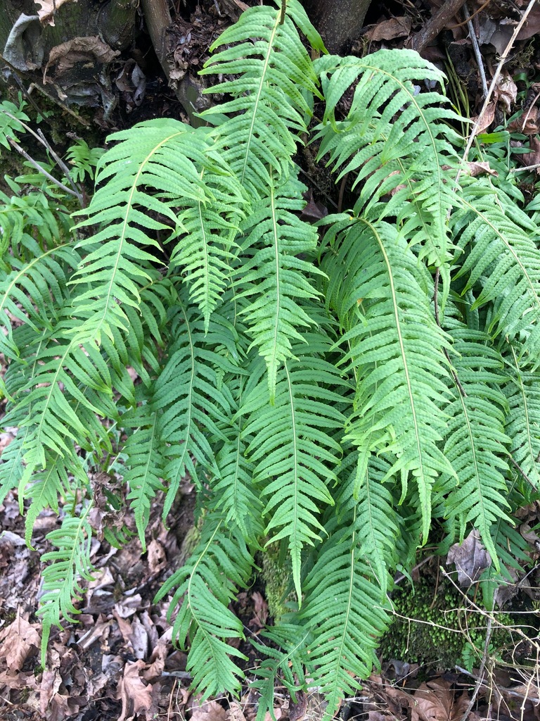 Licorice fern