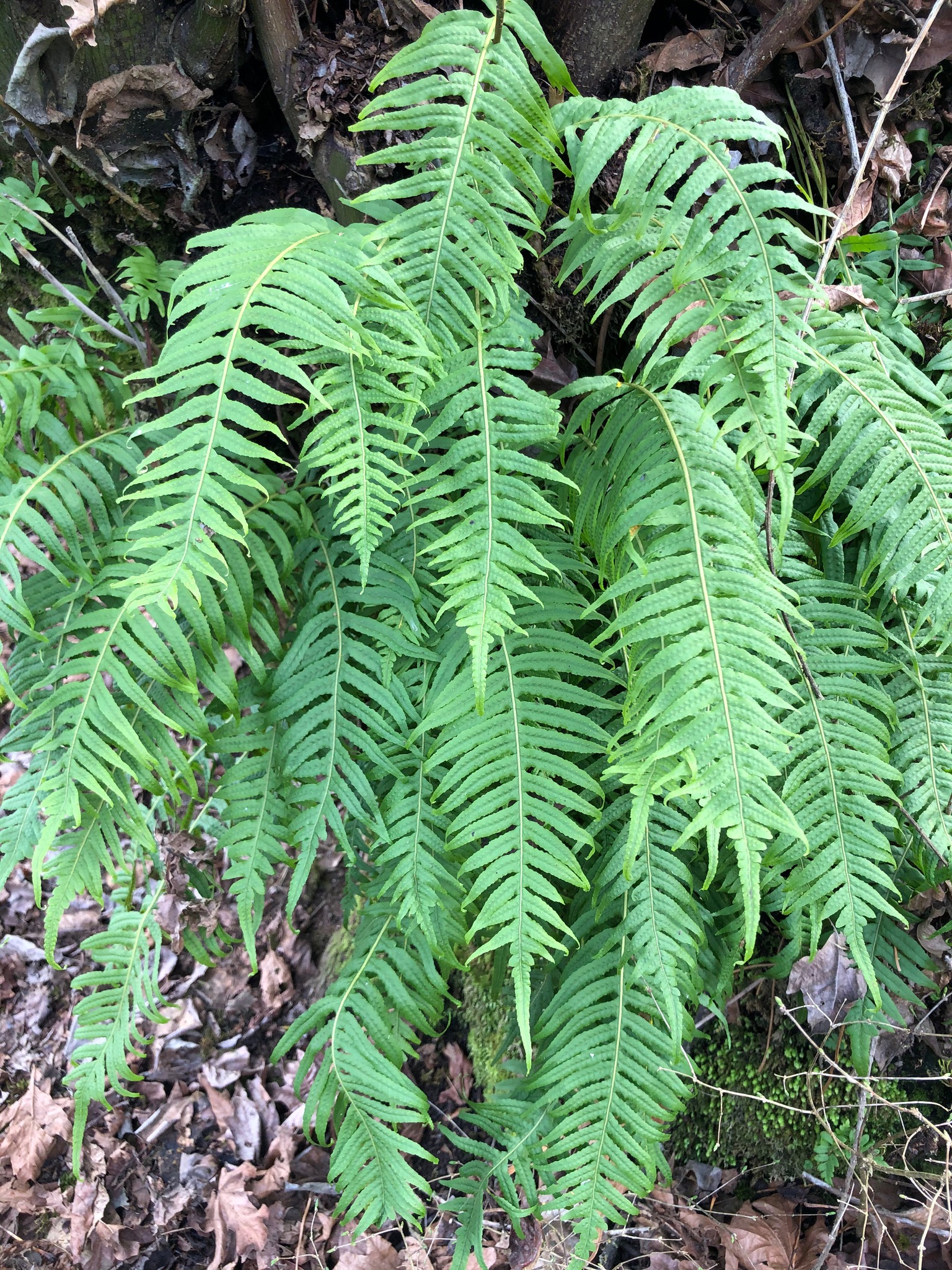 Polypodium glycyrrhiza