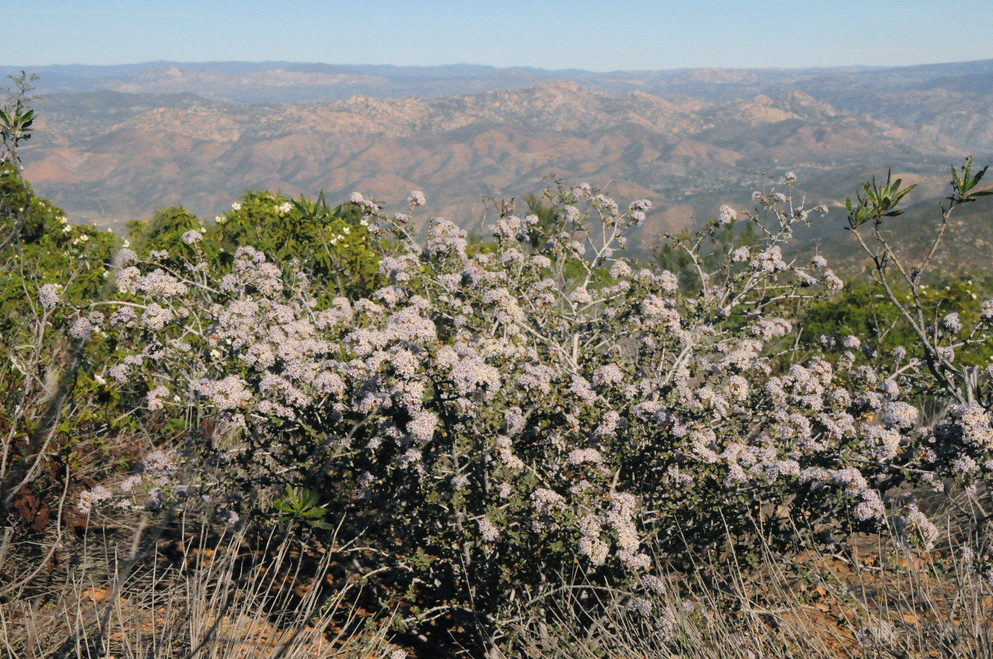 Ceanothus X otayensis