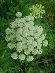 Angelica gmelinii