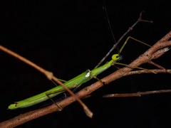 Marmessoidea rosea